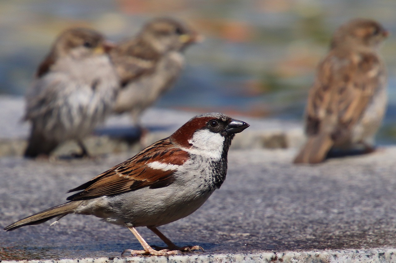 sparrows, house sparrow, sperling, bird, animal, water, nature, songbird bird, feathers, beak, wildlife, plumage, group, collection, much, four, bird head, head, house sparrow, house sparrow, house sparrow, house sparrow, house sparrow