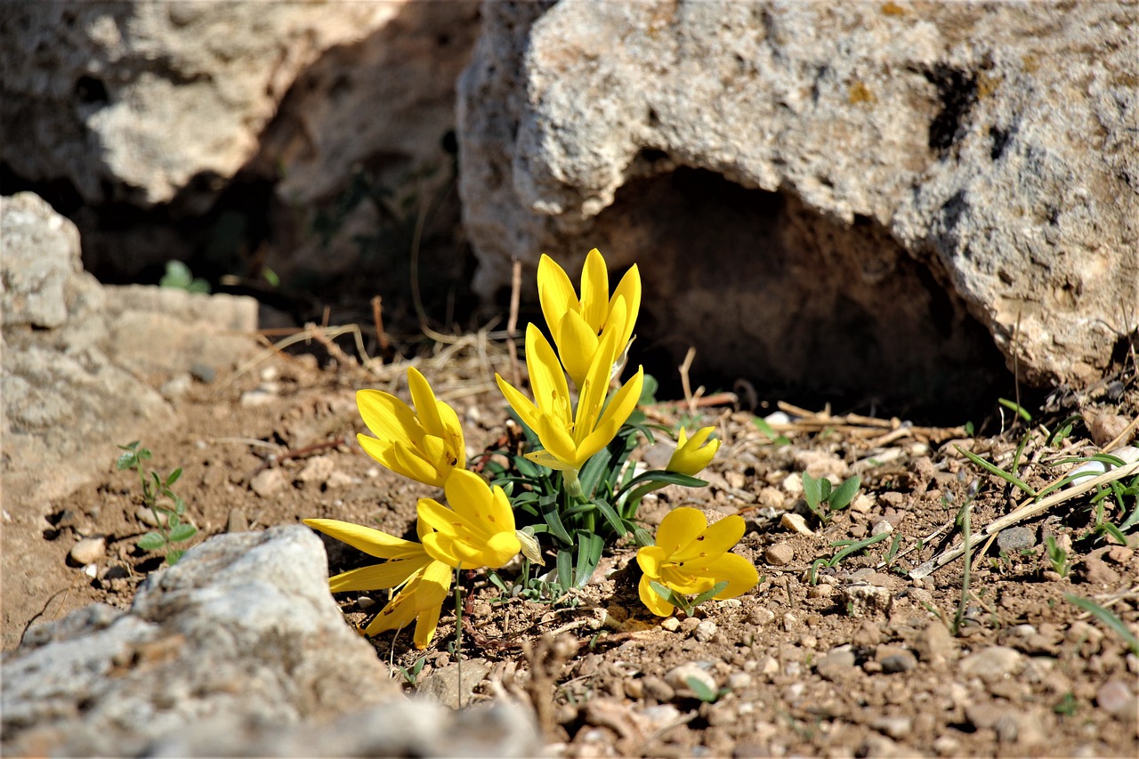 flower, yellow, flower wallpaper, nature, summer, flora, flower background, beautiful flowers, stone, safely, beauty