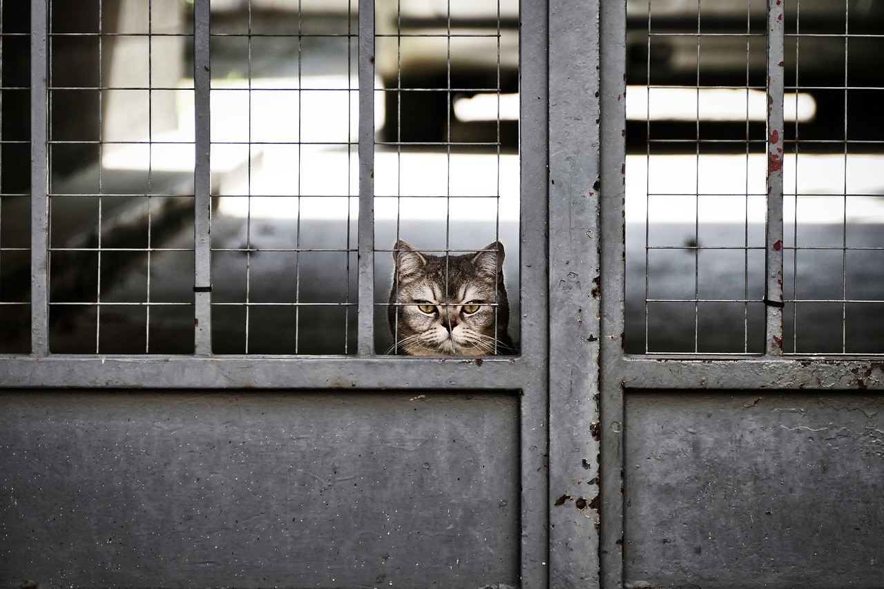cat, garfield, portrait, boredom, patience, boring, view, pet, wait, bribery, meditation, nature, animal, alone, lonliness